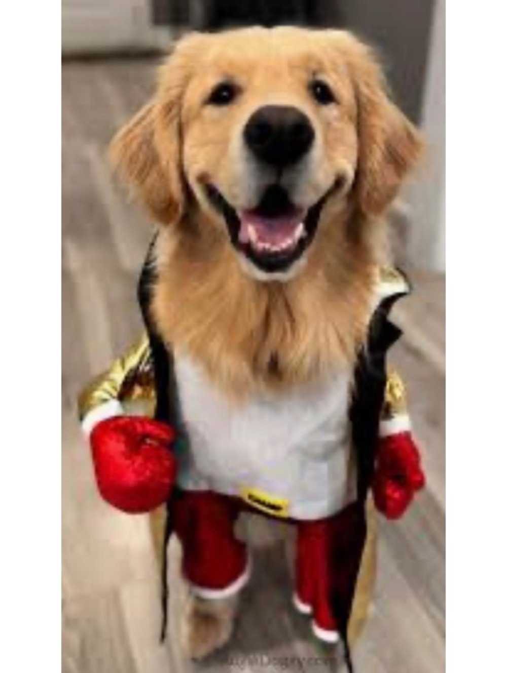 Gold Boxing Robe Dog Costume with Red Gloves and Shorts Large up to 80 lbs